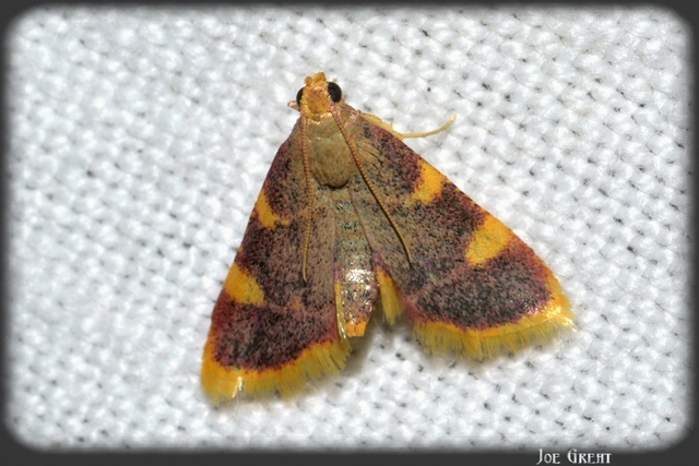 Hypsopygia costalis - szénailonca
