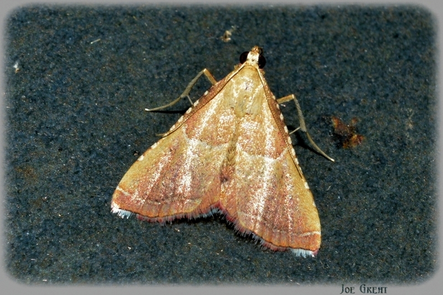 Endotricha flammealis - tüzesszárnyú fényilonca