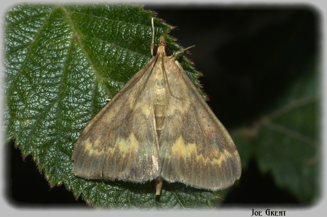 Ostrinia nubilalis - kukoricamoly