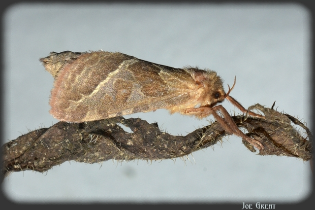Triodia sylvina - kis gyökérrágólepke