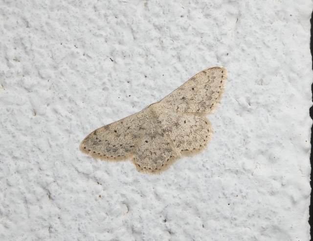 Scopula marginepunctata - pettyes sávosaraszoló