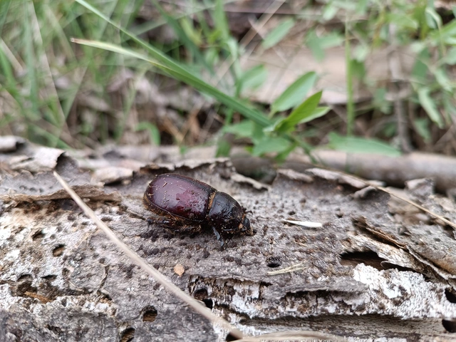 Oryctes nasicornis - orrszarvú bogár