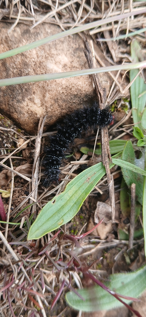 Melitaea cinxia - réti tarkalepke