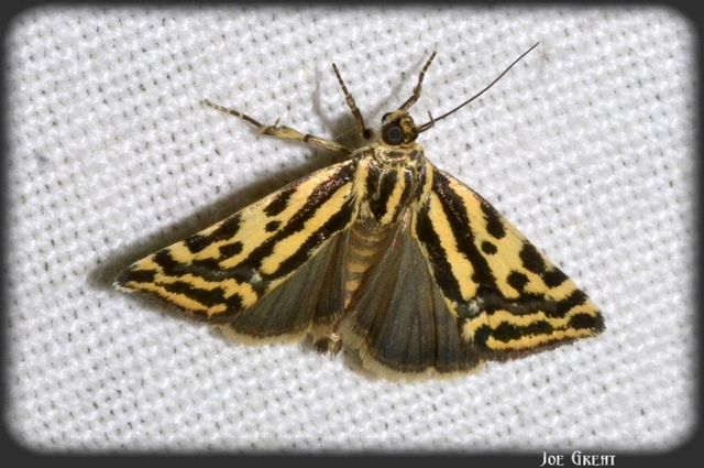 Emmelia trabealis - zebrabagoly