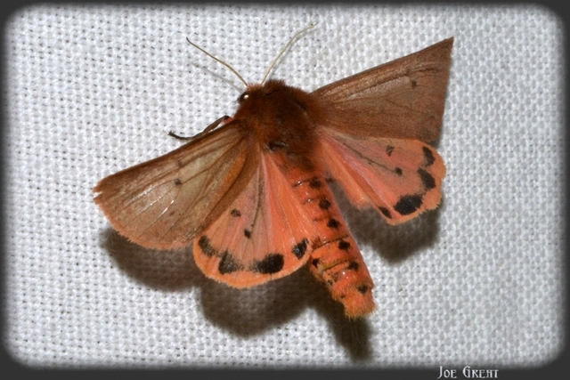 Phragmatobia fuliginosa - füstös medvelepke