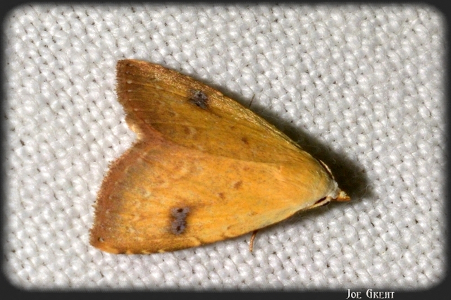 Rivula sericealis - selymes lórombagoly