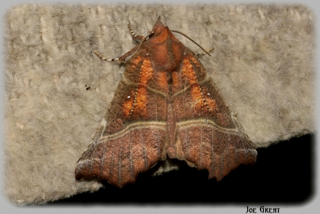 Scoliopteryx libatrix - vörös csipkésbagoly