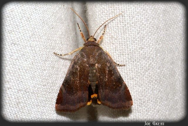 Noctua janthe/janthina