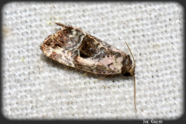 Hapalotis venustula - rózsaszínű mázasbagoly