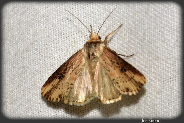 Axylia putris - vonalkás földibagoly