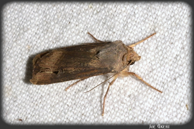 Agrotis ipsilon - nagy földibagoly