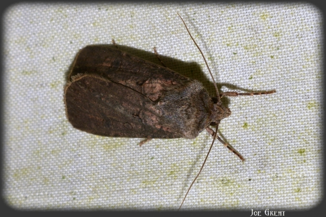 Agrotis segetum - vetési földibagoly