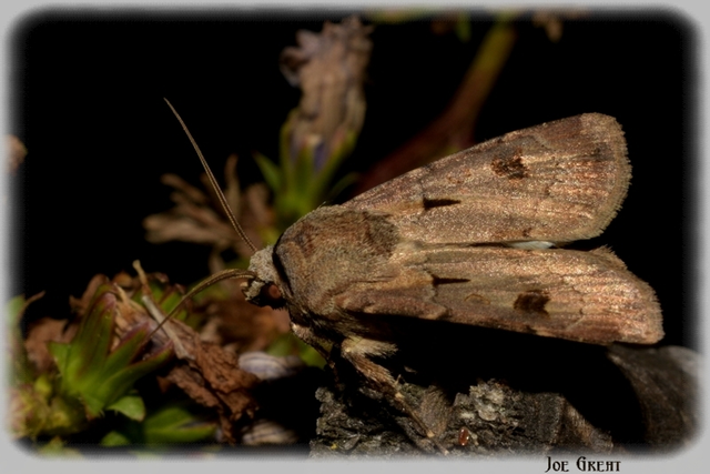 Agrotis exclamationis - felkiáltójeles földibagoly