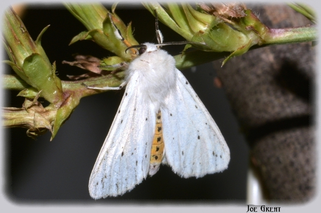 Spilosoma lubricipedum - tejszínű medvelepke