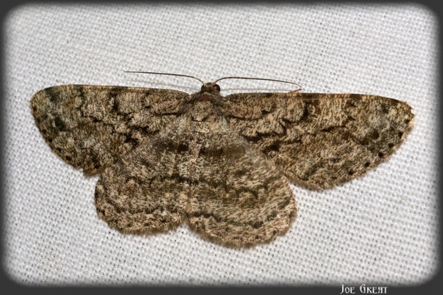 Hypomecis roboraria - nagy tölgyfaaraszoló
