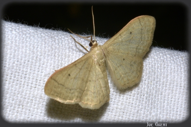 Idaea straminata - szalmasárga sávosaraszoló