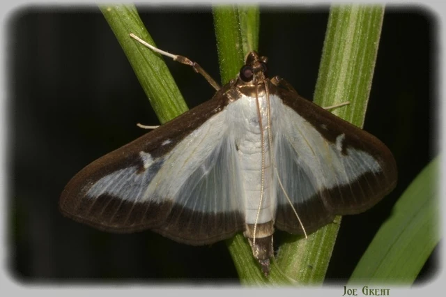 Cydalima perspectalis - puszpáng-tűzmoly