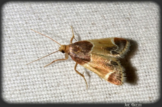 Pyralis farinalis - lisztilonca