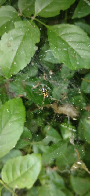 Linyphiidae - vitorláspókok
