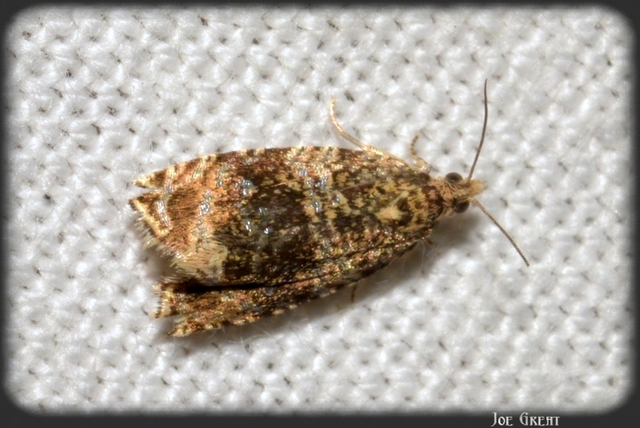 Celypha lacunana - vízparti tükrösmoly