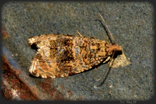 Celypha lacunana - vízparti tükrösmoly