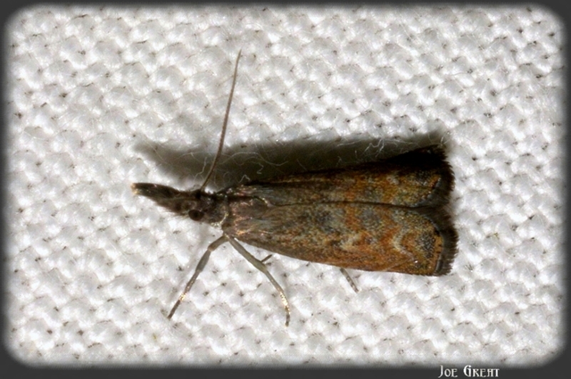 Platytes cerussella - törpe fűgyökérmoly