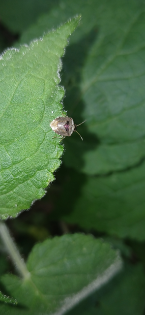 Stagonomus venustissimus - foltos feketefejű-poloska Stagonomus venustissimus - foltos feketefejű-poloska
