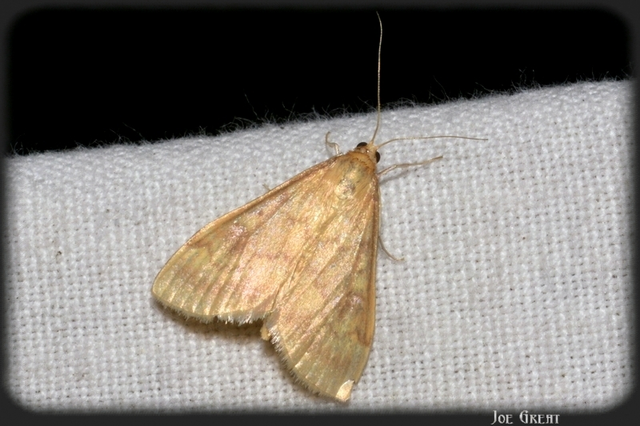 Ostrinia nubilalis - kukoricamoly