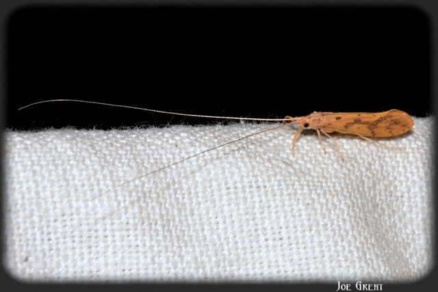Trichoptera - Tegzesek