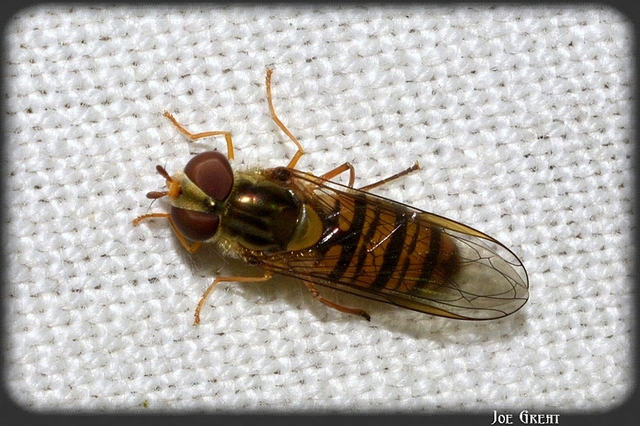 Diptera - Kétszárnyúak