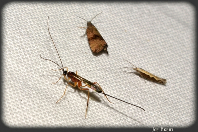 Hymenoptera - Hártyásszárnyúak