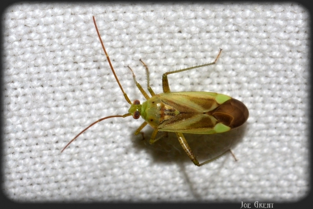 Adelphocoris lineolatus - lucernapoloska