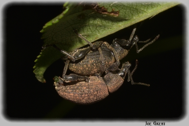 Otiorhynchus armadillo - katonás gyalogormányos