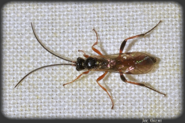 Hymenoptera - Hártyásszárnyúak