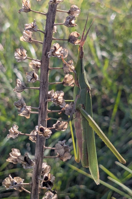 Acrida ungarica - sisakos sáska