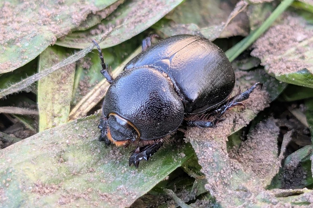 Pentodon idiota - butabogár