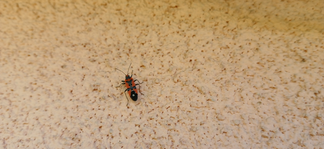 Lygaeus equestris/simulans