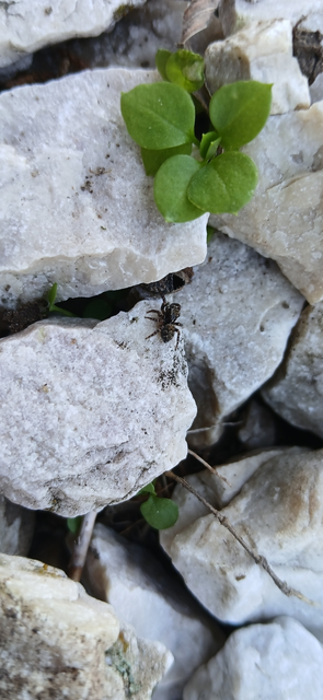 Salticidae - ugrópókok