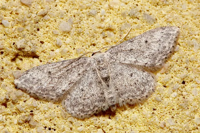 Idaea seriata - szürke apróaraszoló