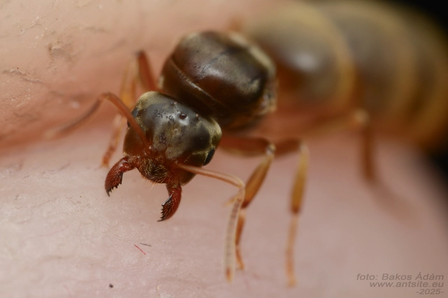 Lasius flavus - gyakori borostyánhangya