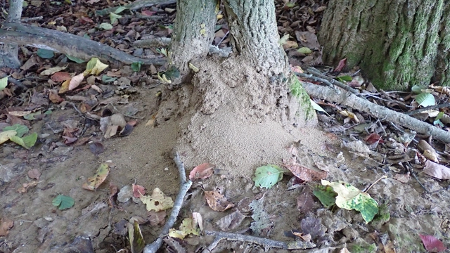 Lasius umbratus - berki borostyánhangya