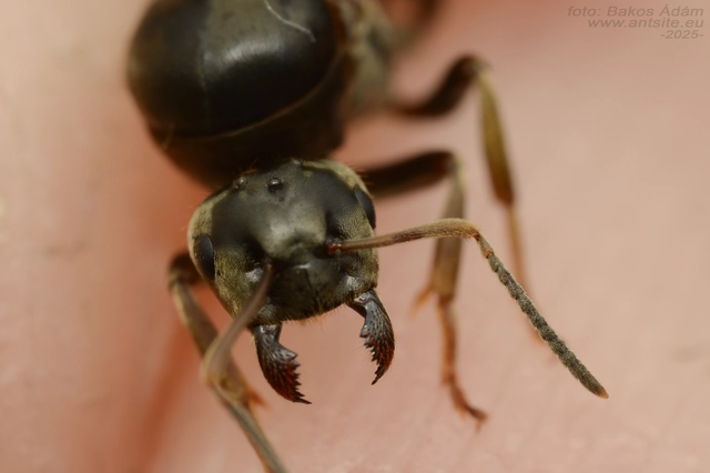 Lasius bombycina - pusztai feketehangya