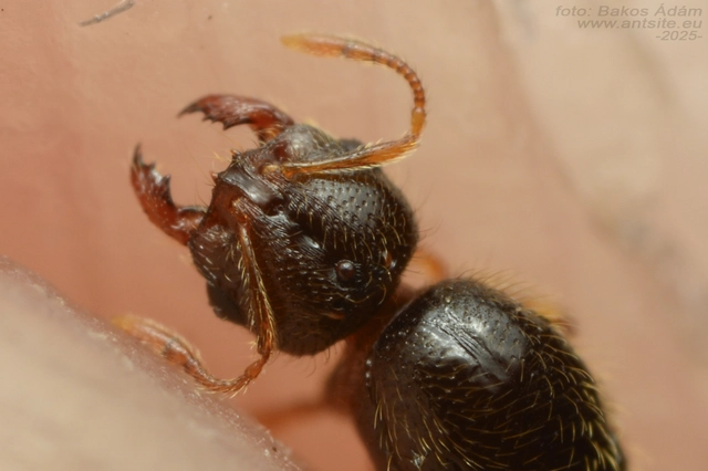 Solenopsis fugax - tolvajhangya
