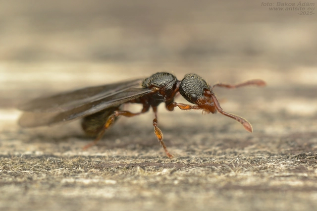 Myrmecina graminicola - ráncoshangya