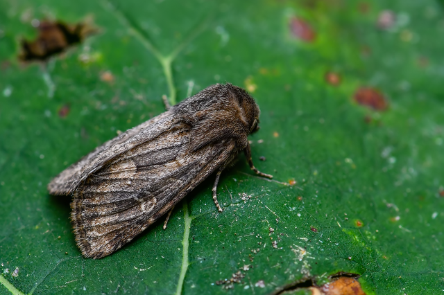 Luperina testacea - barnás szürkebagoly