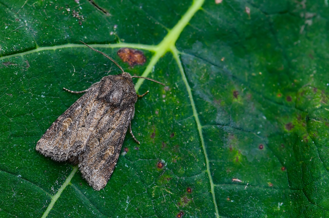 Luperina testacea - barnás szürkebagoly