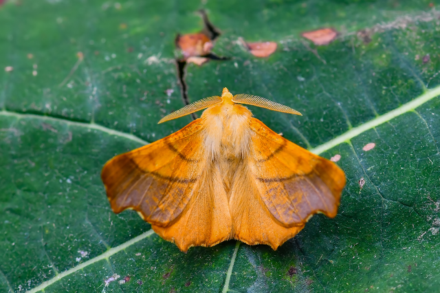 Ennomos fuscantaria - kőris-levélaraszoló