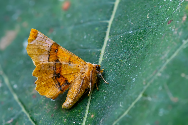 Selenia lunularia - egyfoltos holdasaraszoló