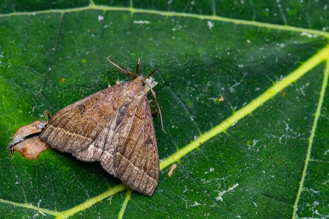 Pechipogo plumigeralis - tollascsápú karcsúbagoly