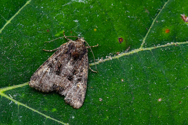Mesapamea secalella/secalis
